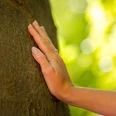 Hand auf Baum_Nahaufnahme Eine Nahaufnahme einer Hand, die einen Baumstamm berührt.