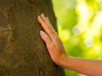 Hand auf Baum_Nahaufnahme Eine Nahaufnahme einer Hand, die einen Baumstamm berührt.