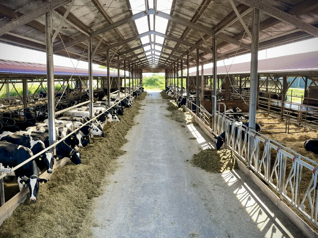 Hof Focko Smit Offenstall Blick in den Offenstall vom Hof Smit. Viele Kühe sind zu sehen.