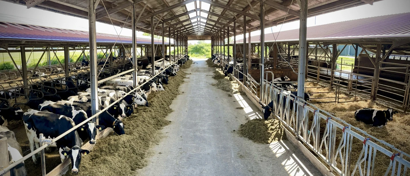 Hof Focko Smit Offenstall Blick in den Offenstall vom Hof Smit. Viele Kühe sind zu sehen.