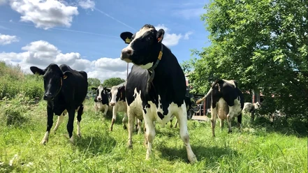 Hof Focko Smit: Kühe auf der Weide Mehrere schwarz-weiße Kühe grasen auf einer grünen Wiese unter blauem Himmel mit weißen Wolken.