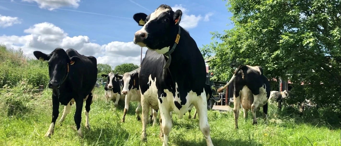 Hof Focko Smit: Kühe auf der Weide Mehrere schwarz-weiße Kühe grasen auf einer grünen Wiese unter blauem Himmel mit weißen Wolken.