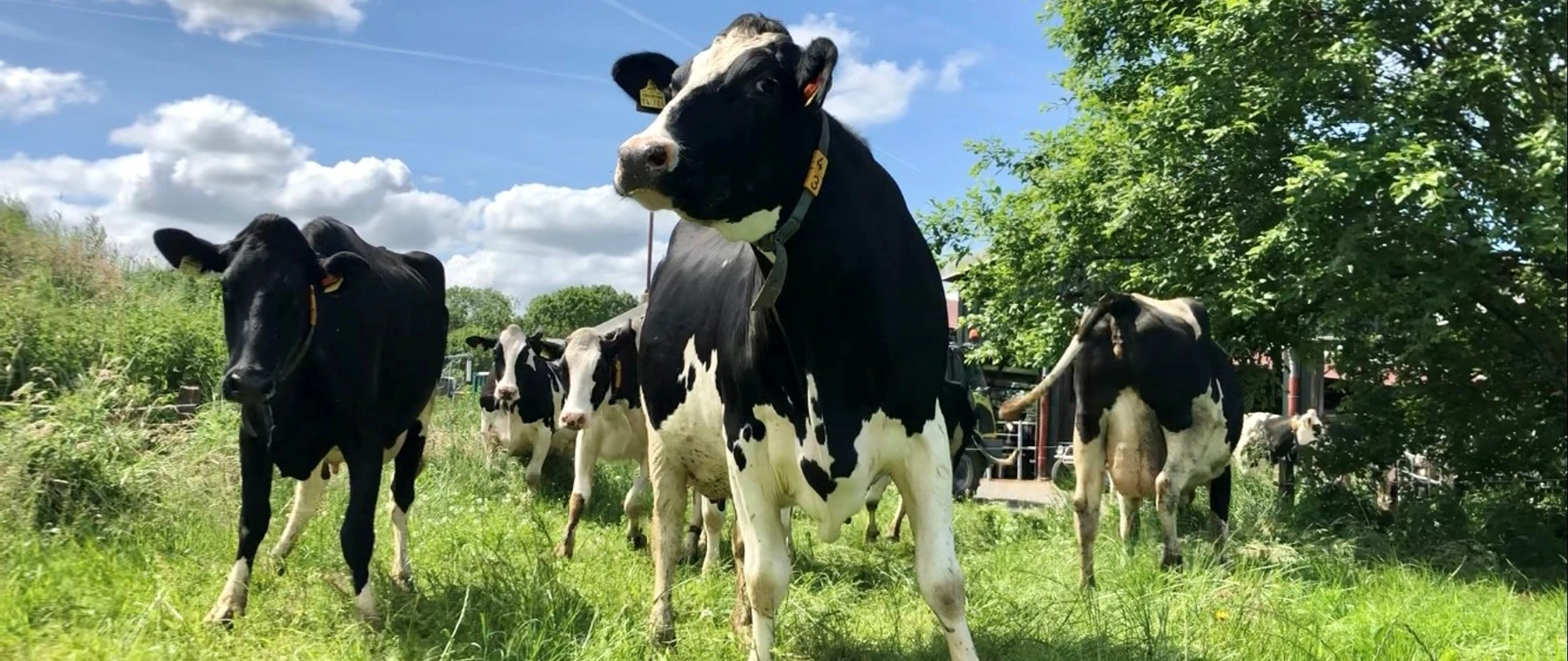 Hof Focko Smit: Kühe auf der Weide Mehrere schwarz-weiße Kühe grasen auf einer grünen Wiese unter blauem Himmel mit weißen Wolken.