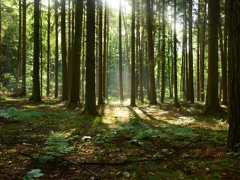 Blick in den Wald, Max-Schmeling-Weg