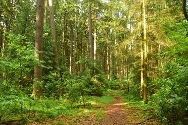 Wanderweg im Sachsenwald Ein Weg führt durch den Sachsenwald. Überall stehen Bäume.
