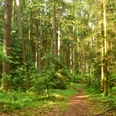 Wanderweg im Sachsenwald