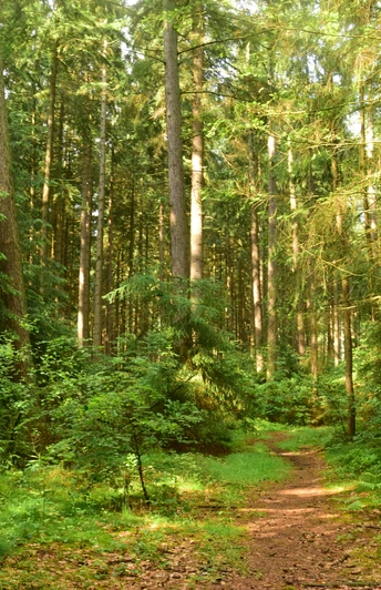 Wanderweg im Sachsenwald