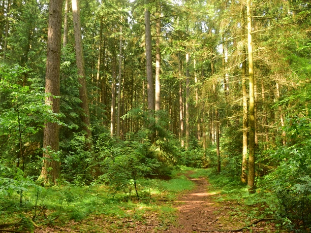 Wanderweg im Sachsenwald Ein Weg führt durch den Sachsenwald. Überall stehen Bäume.