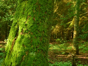 Wetterseite Baum im Wald