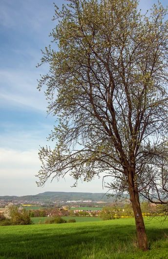 Weitläufige Landschaft mit grünen Feldern, gesäumt von blühenden Bäumen, unter blauem Himmel.