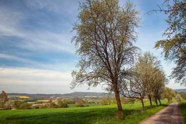 Panorama_Reelkirchen_Blbg_2442_RHa.jpg Weitläufige Landschaft mit grünen Feldern, gesäumt von blühenden Bäumen, unter blauem Himmel.