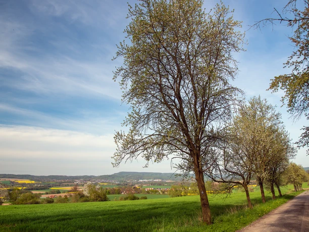 Panorama_Reelkirchen_Blbg_2442_RHa.jpg Weitläufige Landschaft mit grünen Feldern, gesäumt von blühenden Bäumen, unter blauem Himmel.