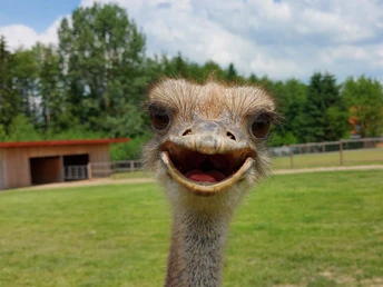 Strauß mit neugierigem Blick auf einer grünen Wiese, im Hintergrund ein Holzhäuschen und Bäume.