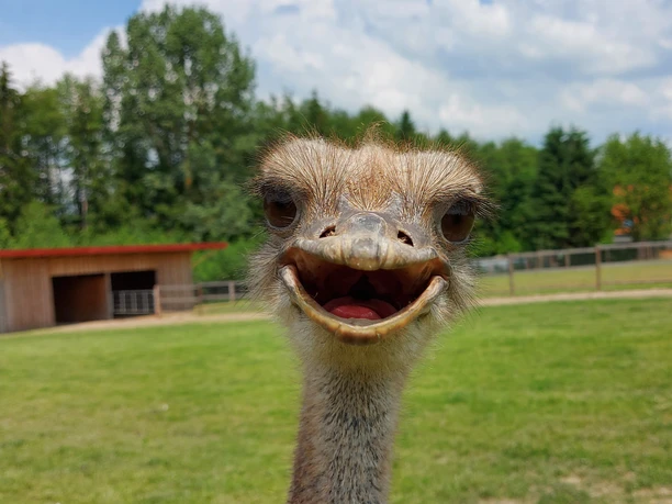 Straußenhof_Moeller.jpg Strauß mit neugierigem Blick auf einer grünen Wiese, im Hintergrund ein Holzhäuschen und Bäume.