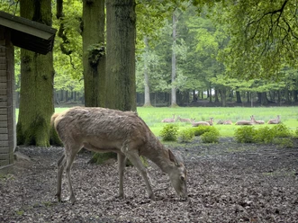 Hirschpark