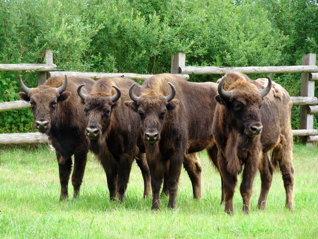Wisente Vier Wisente stehen nebeneinander auf einer grünen Wiese