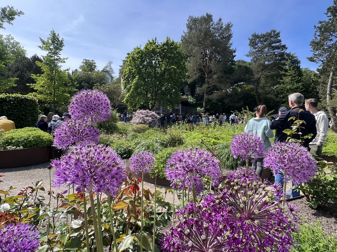 Kurpark Mölln.jpg Eine grüne Parklandschaft mit lila Blüten und Menschen an einem sonnigen Tag im Kurpark Mölln.