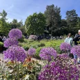 Kurpark Mölln.jpg Eine grüne Parklandschaft mit lila Blüten und Menschen an einem sonnigen Tag im Kurpark Mölln.