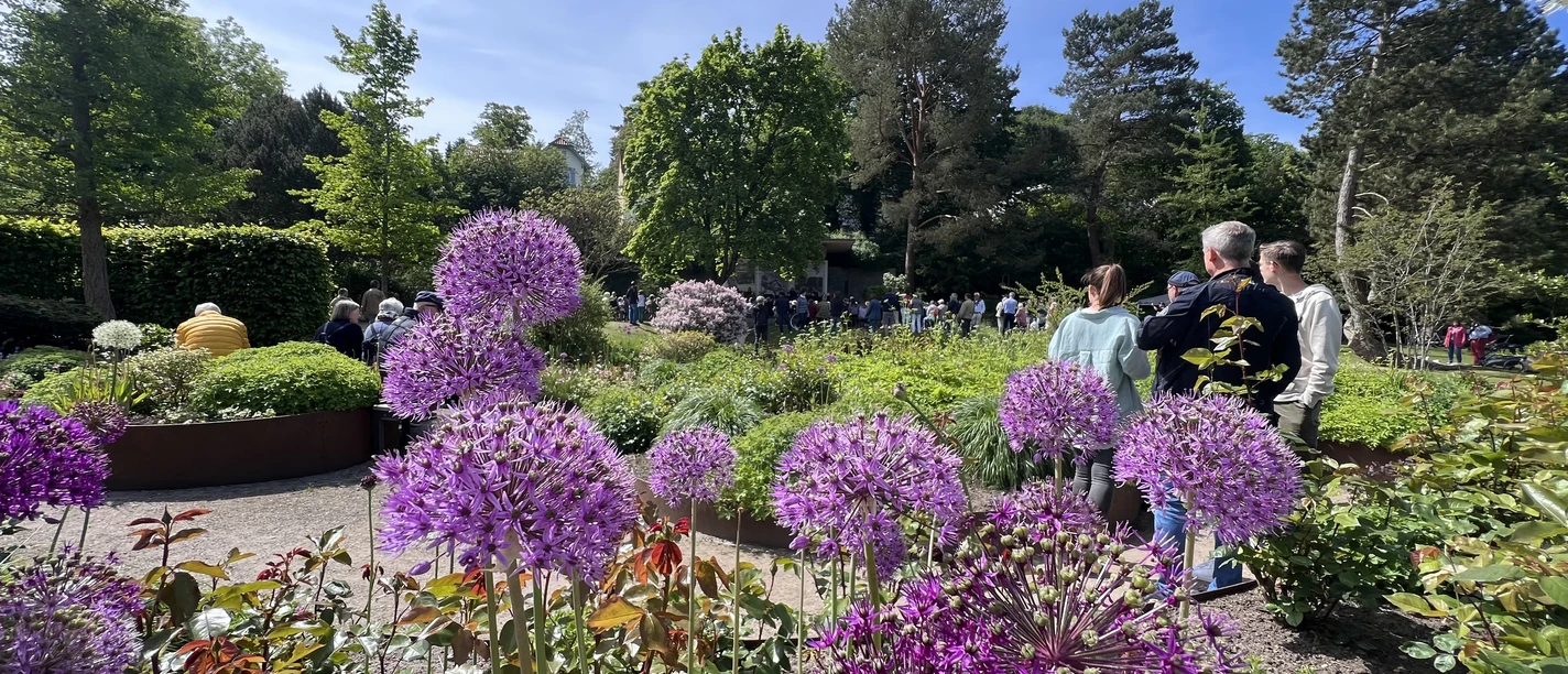 Kurpark Mölln.jpg Eine grüne Parklandschaft mit lila Blüten und Menschen an einem sonnigen Tag im Kurpark Mölln.