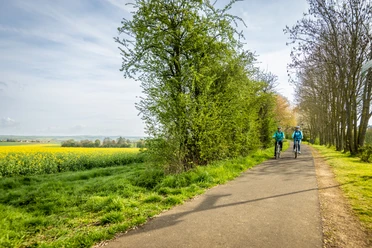 Auf dem Maifeld-Radwanderweg entlang von blühenden Rapsfeldern ET-2023-004-Mu?nstermaifeld, Maifeld-Radweg- Eifel Tourismus GmbH, Dominik Ketz.jpg