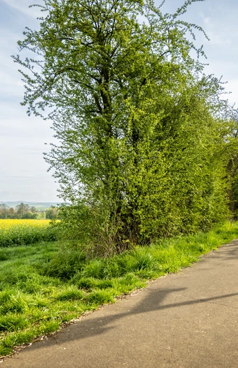 Auf dem Maifeld-Radwanderweg entlang von blühenden Rapsfeldern ET-2023-004-Mu?nstermaifeld, Maifeld-Radweg- Eifel Tourismus GmbH, Dominik Ketz.jpg