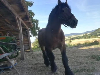 Reit- & Ferienhof Emstal (2).jpg