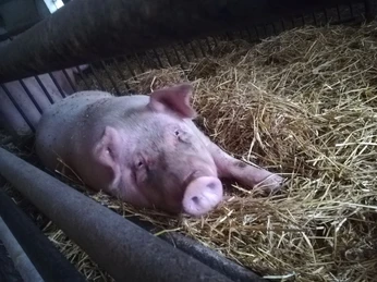 Reit- & Ferienhof Emstal (3).jpg