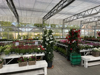 Gartencenter Harms Blumen