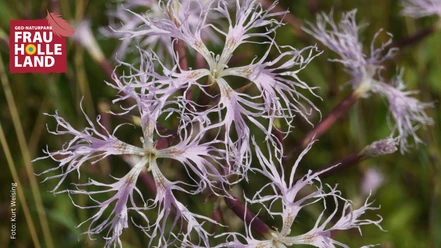 Prachtnelke