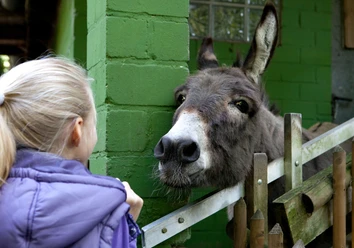 Märchenzoo Blauer See in Ratingen Ein Esel lehnt sich über einen Zaun, während ein Kind im lilafarbenen Mantel ihn ansieht.