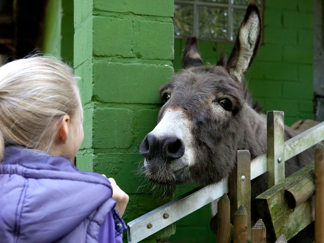 Märchenzoo Blauer See in Ratingen Ein Esel lehnt sich über einen Zaun, während ein Kind im lilafarbenen Mantel ihn ansieht.