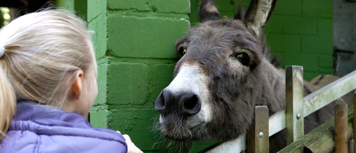 Märchenzoo Blauer See in Ratingen Ein Esel lehnt sich über einen Zaun, während ein Kind im lilafarbenen Mantel ihn ansieht.