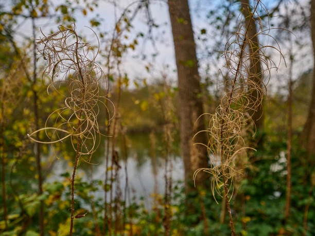 OFS_ Thorsberger Moor_11.22_010.jpg