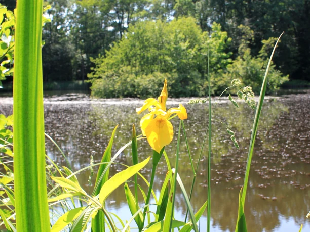 Osterglocke im Frühling am Fintausee Osterglocke im Frühling am Fintausee