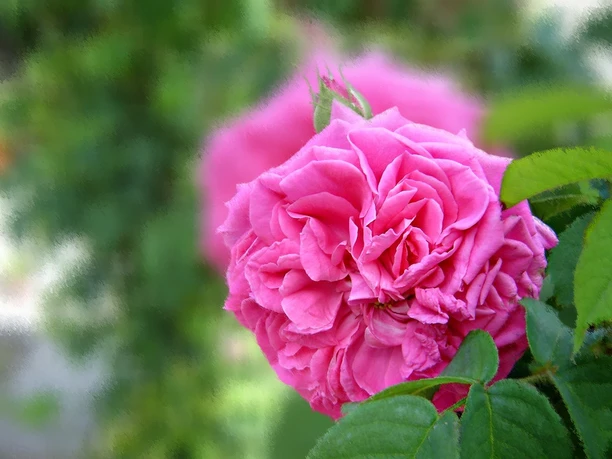 rose