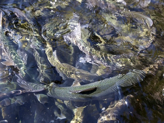 BAIE_Buhlbach_Forelle (11)_klein