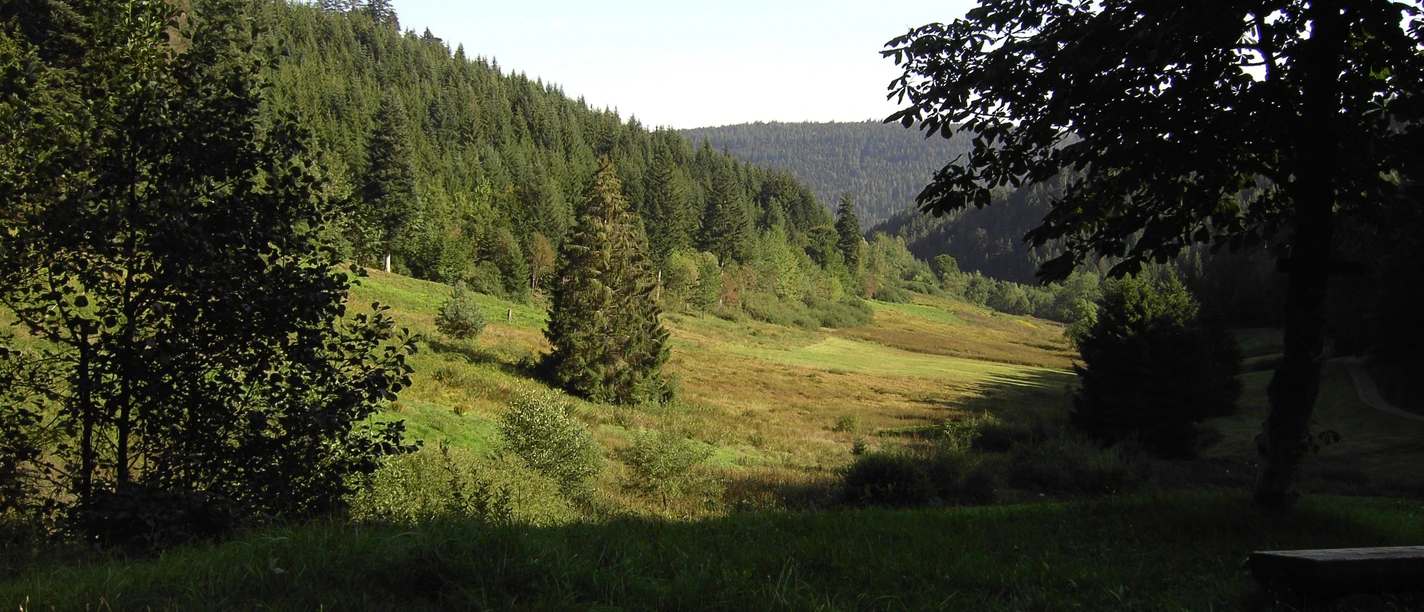 Glaswiesen Naturschutzgebiet Sommer