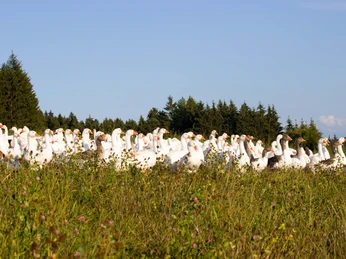 Koberhof Gänse