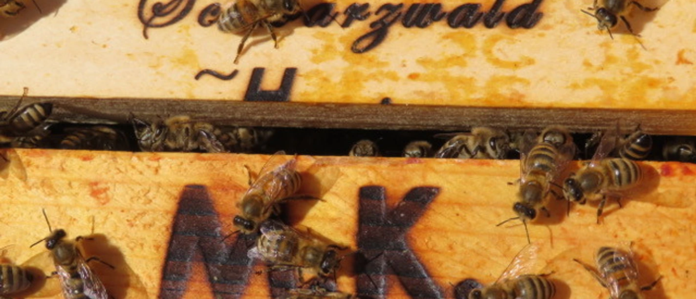 Bienen Stock M.Kober