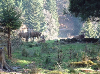 Forbach Bermersbach Wildgehege_S_Fotograf Thomas Hudeczek