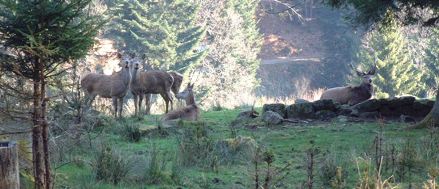 Forbach Bermersbach Wildgehege_S_Fotograf Thomas Hudeczek