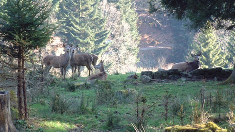 Forbach Bermersbach Wildgehege_S_Fotograf Thomas Hudeczek