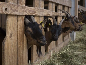 BAIE_Ziegenkaese (1)_klein