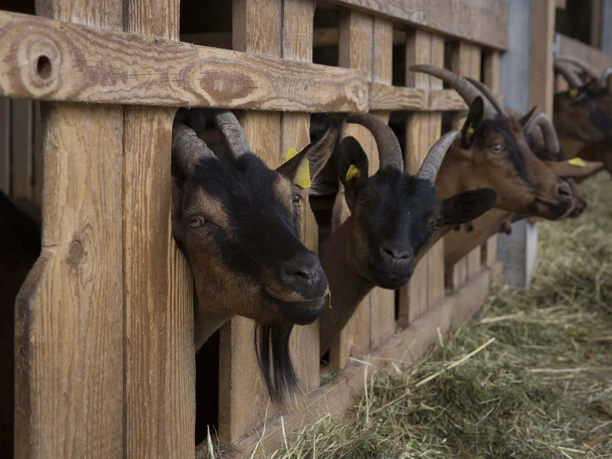 BAIE_Ziegenkaese (1)_klein