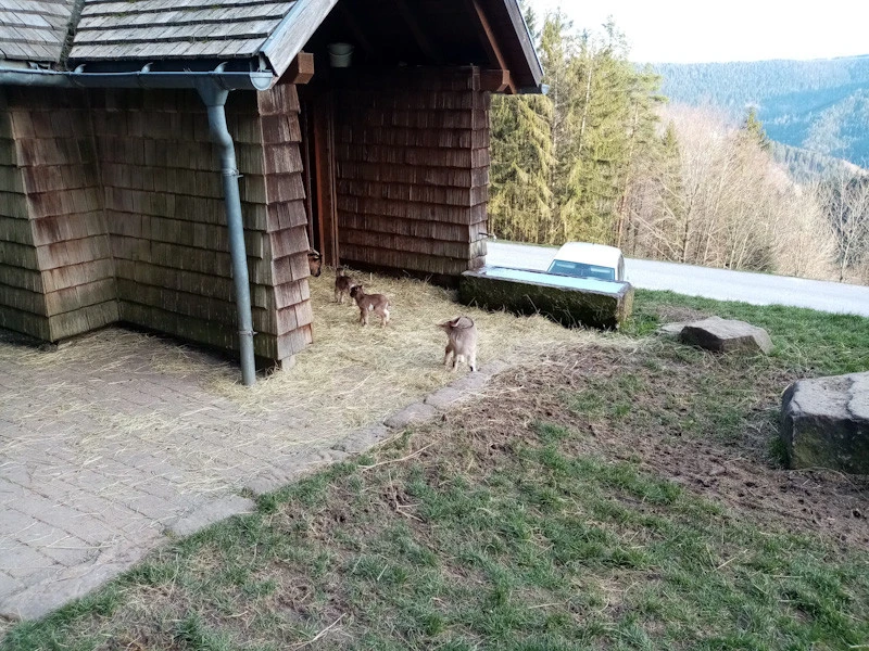 Ziegengehege Renchtalhütte_edited