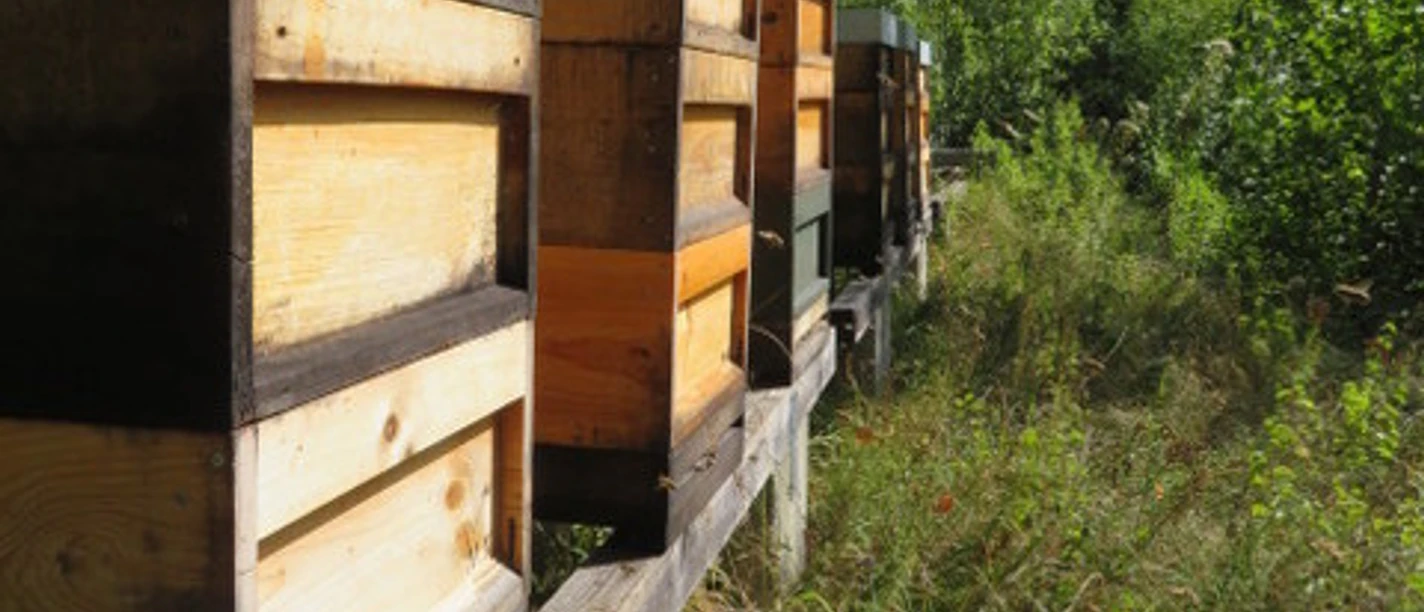 Bienenstock Kober