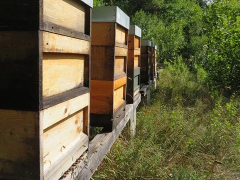 Bienenstock Kober