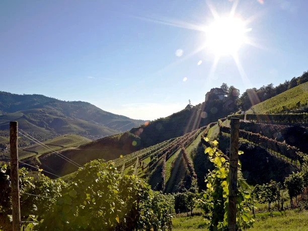 Durbacher Schlossberg 2