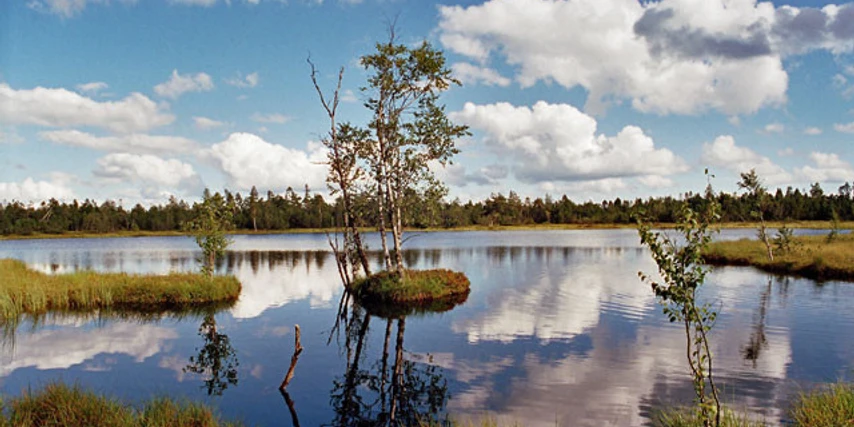 Kaltenbronn - Hochmoorgebiet 1