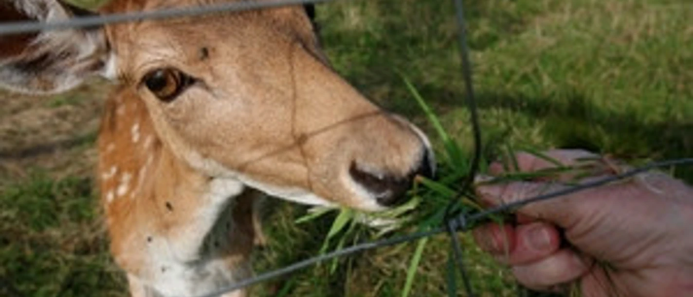 damwildgehege-breitenberg-